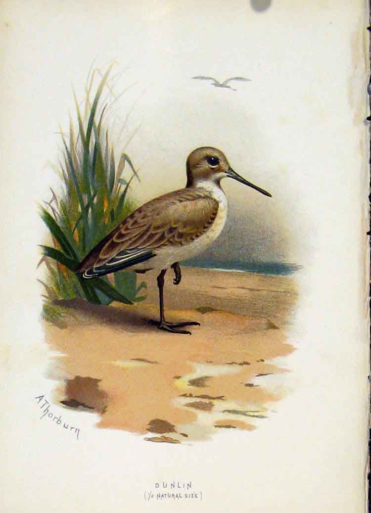 Original Old Antique Print C 1883 Familiar Birds Dunlin Fine Art Color Victorian