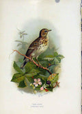 Original Old Antique Print C 1883 Familiar Birds Color Tree Pipit 19th