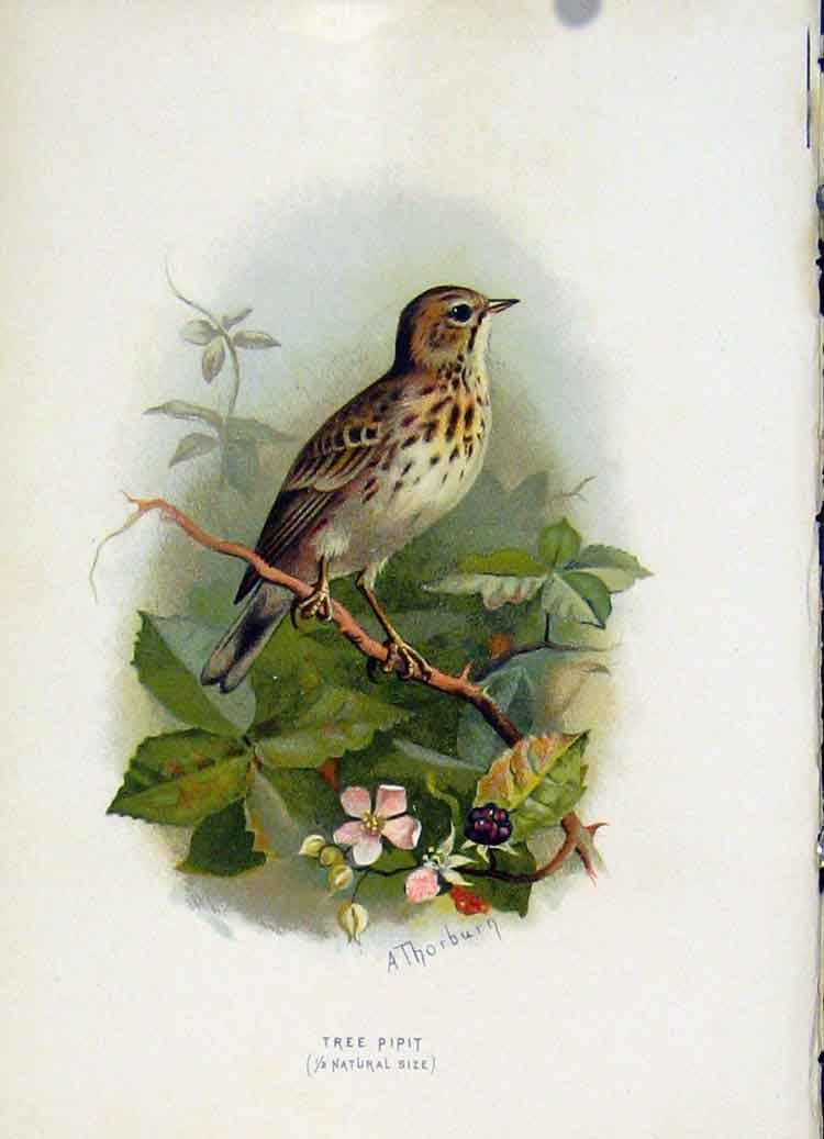 Original Old Antique Print C 1883 Familiar Birds Color Tree Pipit 19th