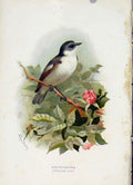Original Old Antique Print C 1883 Familiar Birds Color Pied Flycatcher Victorian