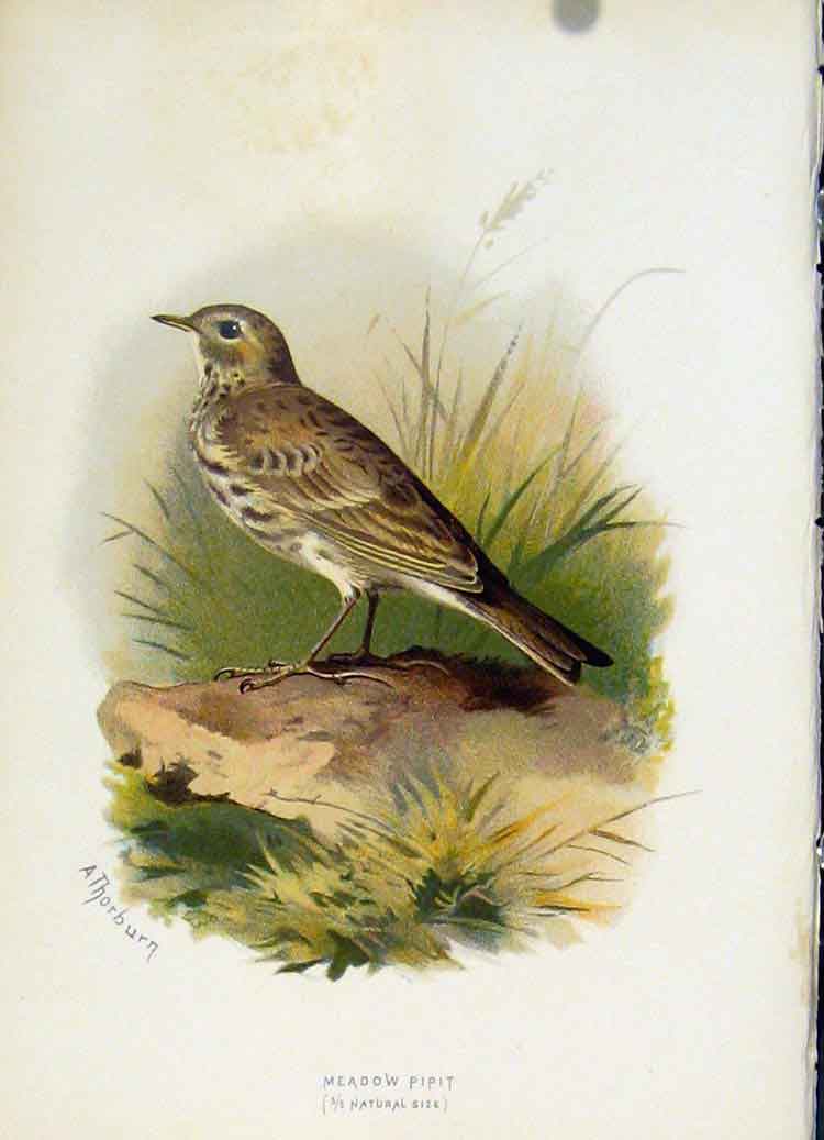Original Old Antique Print C 1883 Familiar Birds Meadow Pipit Titlark Prin 19th