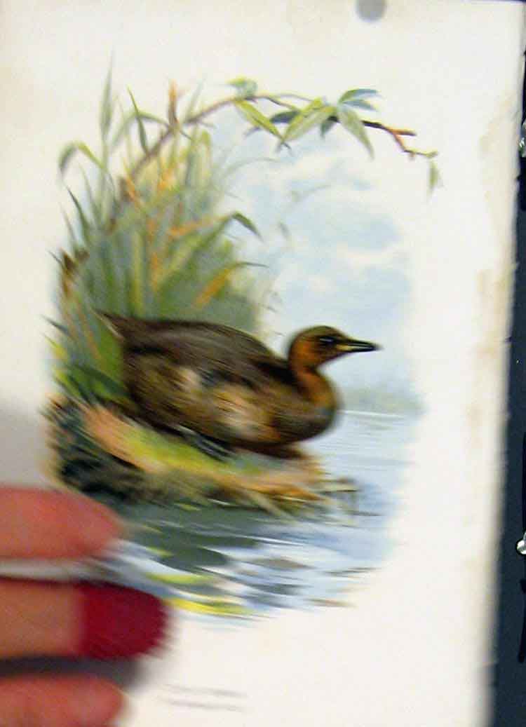 Original Old Antique Print C 1883 Familiar Birds Color Little Grebe Victorian