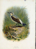 Original Old Antique Print C 1883 Familiar Birds Wheat Ear Color 19th