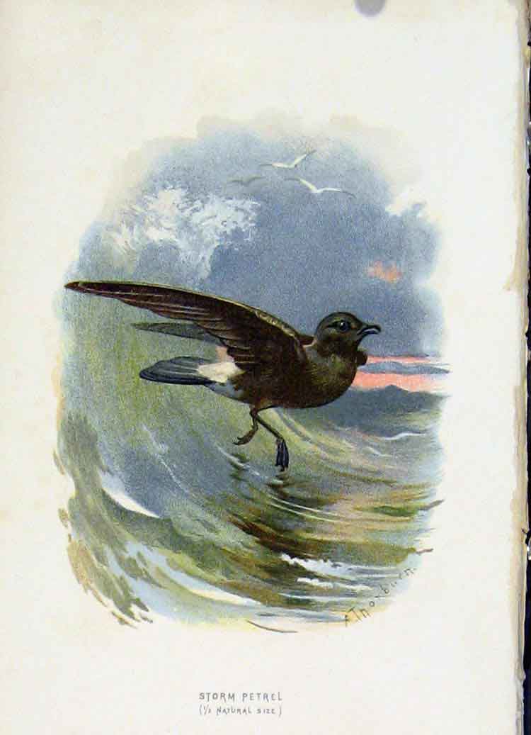 Original Old Antique Print C 1883 Familiar Birds Storm Petrel Color Victorian