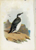 Original Old Antique Print C1883 Thorburn Wild Birds Color Razorbill Art 19th