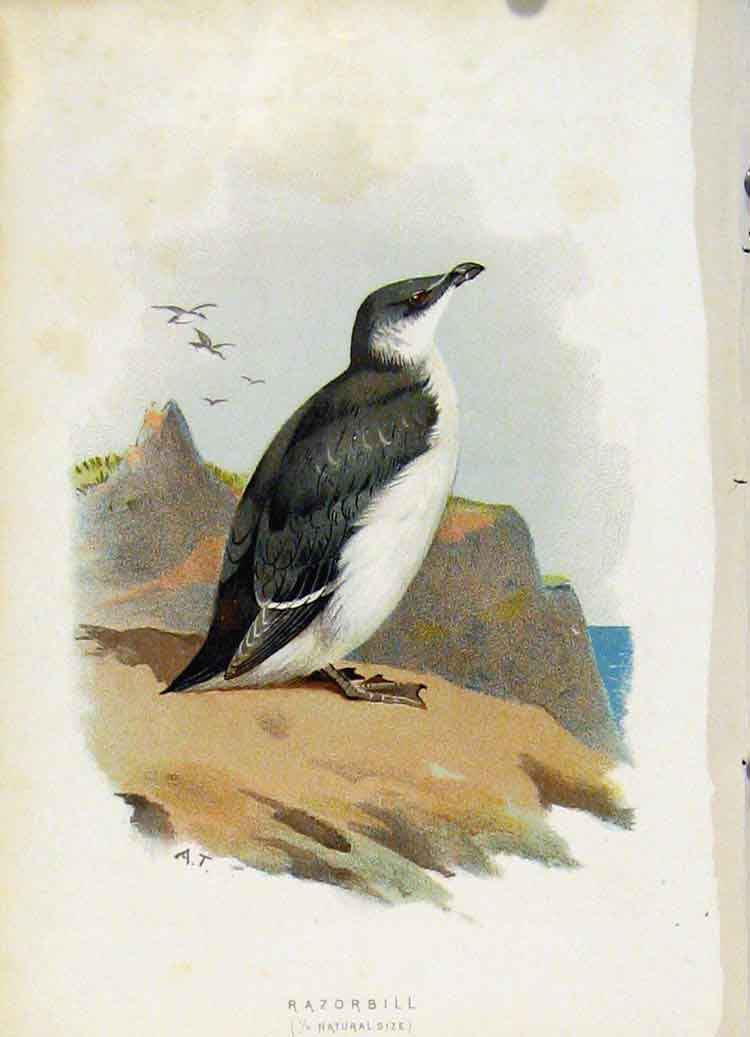 Original Old Antique Print C1883 Thorburn Wild Birds Color Razorbill Art 19th