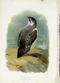Original Old Antique Print C1883 Thorburn Wild Birds Color Little Auk Victorian