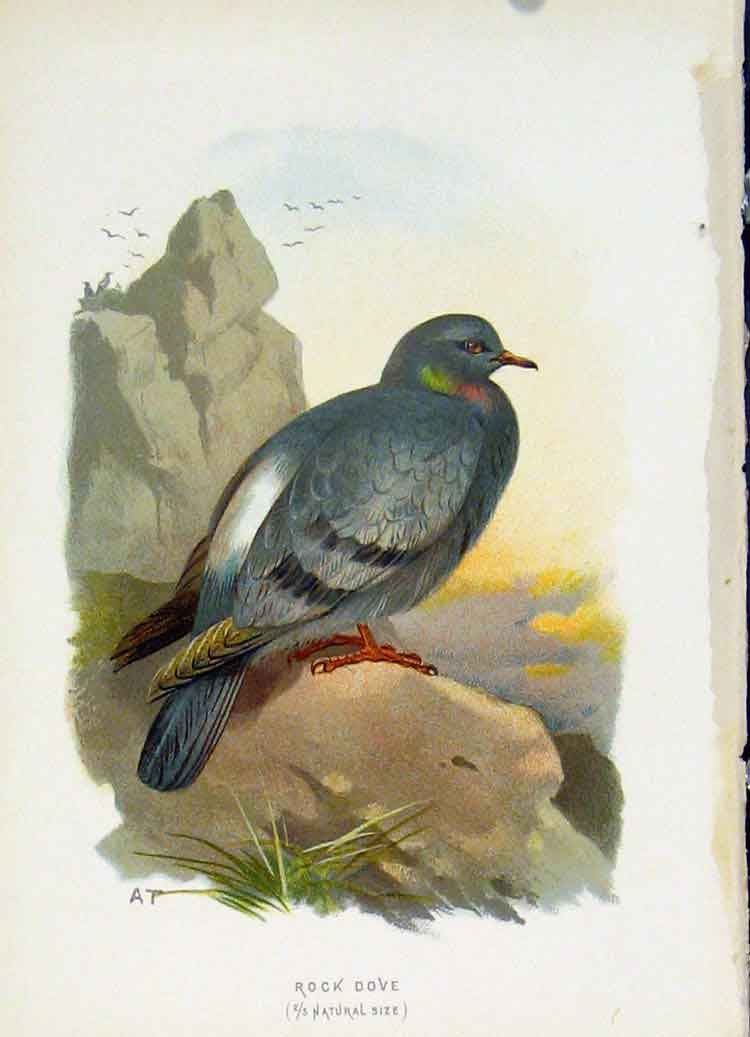 Original Old Antique Print C1883 Thorburn Wild Birds Rock Dove Fine Art Color