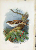 Original Old Antique Print C1883 Thorburn Wild Birds The Creeper Color Fine Art