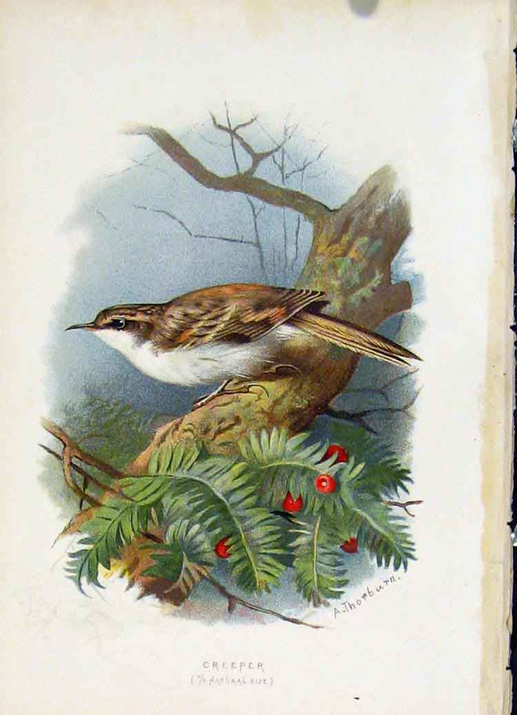 Original Old Antique Print C1883 Thorburn Wild Birds The Creeper Color Fine Art