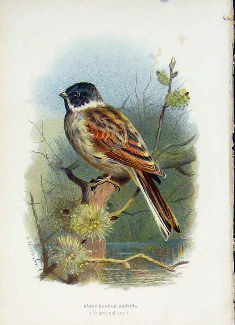 Original Old Antique Print C1883 Thorburn Wild Birds Black Headed Bunting 19th