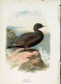 Original Old Antique Print C1883 Thorburn Wild Birds Common Scoter Fine Art 19th