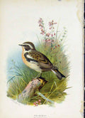 Original Old Antique Print C1883 Thorburn Wild Birds Whinchat Color Fine Art
