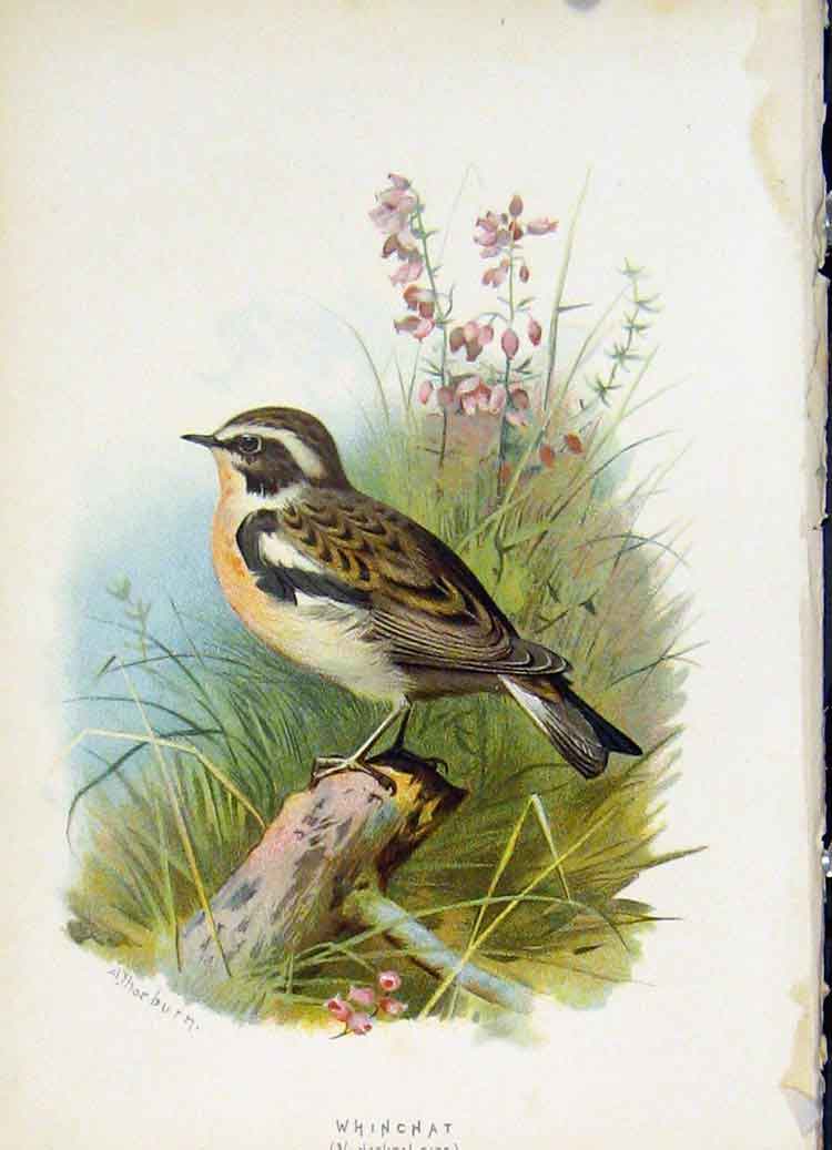 Original Old Antique Print C1883 Thorburn Wild Birds Whinchat Color Fine Art
