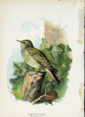 Original Old Antique Print C1883 Thorburn Wild Birds Color Fly Catcher Victorian