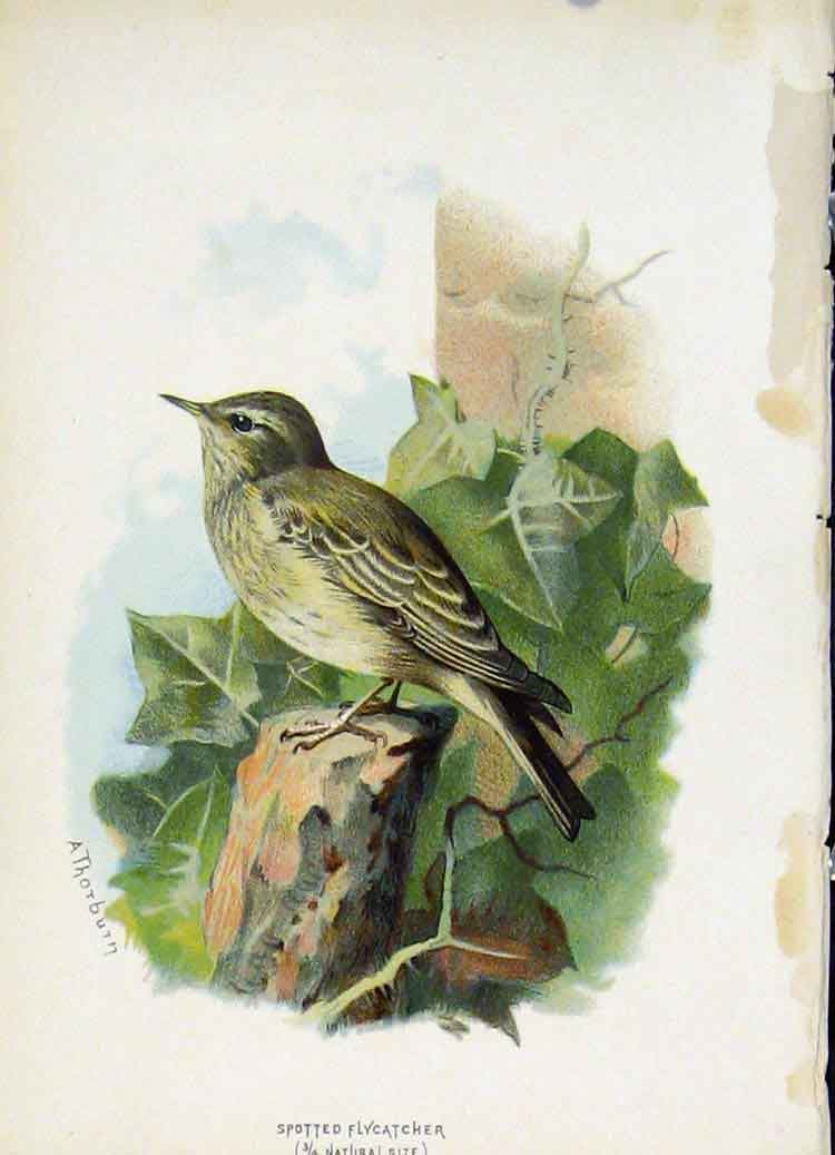 Original Old Antique Print C1883 Thorburn Wild Birds Color Fly Catcher Victorian