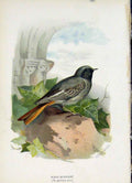 Original Old Antique Print C1883 Thorburn Wild Birds Black Redstart Fine Art