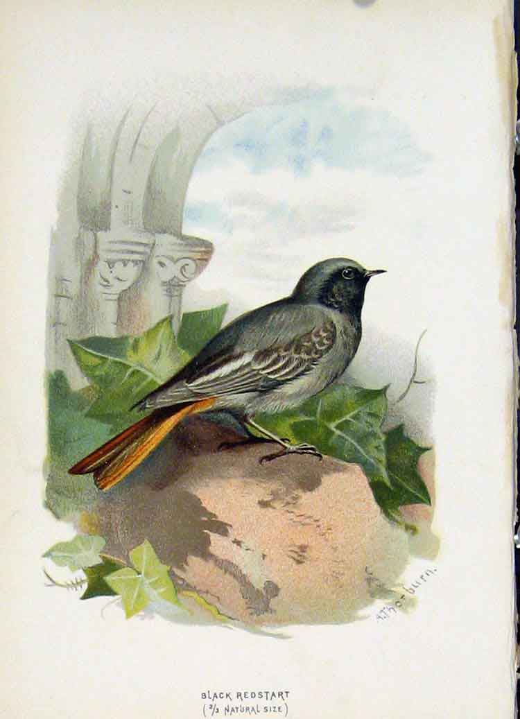 Original Old Antique Print C1883 Thorburn Wild Birds Black Redstart Fine Art