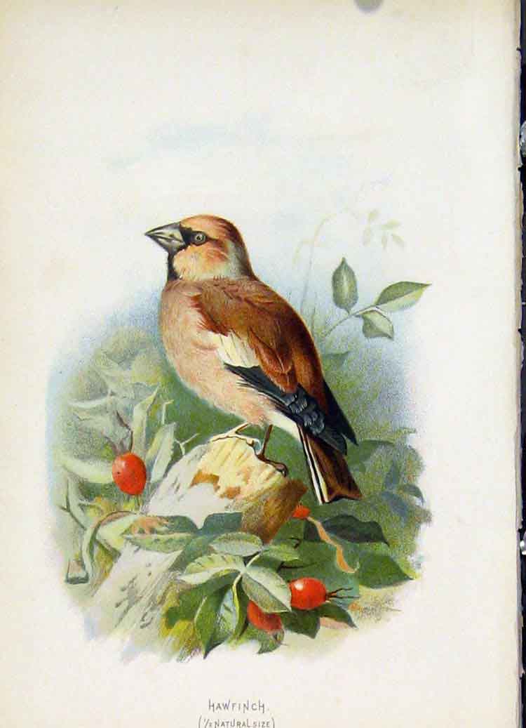 Original Old Antique Print C1883 Thorburn Wild Birds Hawfinch Color Fine Art