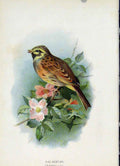 Original Old Antique Print C1883 Thorburn Wild Birds Cirl Bunting Fine Art Color
