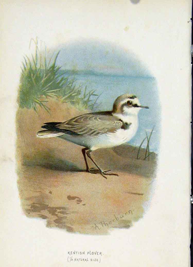 Original Old Antique Print C1883 Thorburn Wild Birds Kentish Plover Victorian