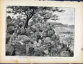 Old Antique Print Boer War By Richard Danes Rifle Answered Rifle Caesars