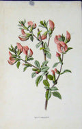 Original Old Antique Print Fine Art Wild Flower Rest Harrow C1883 Color 19th