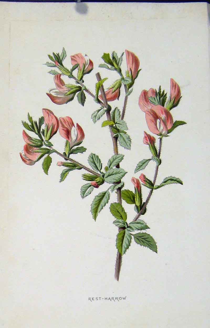 Original Old Antique Print Fine Art Wild Flower Rest Harrow C1883 Color 19th