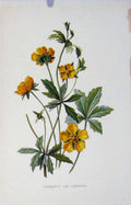 Original Old Antique Print Tormentil Cinquefoil Wild Flower C1883 19th