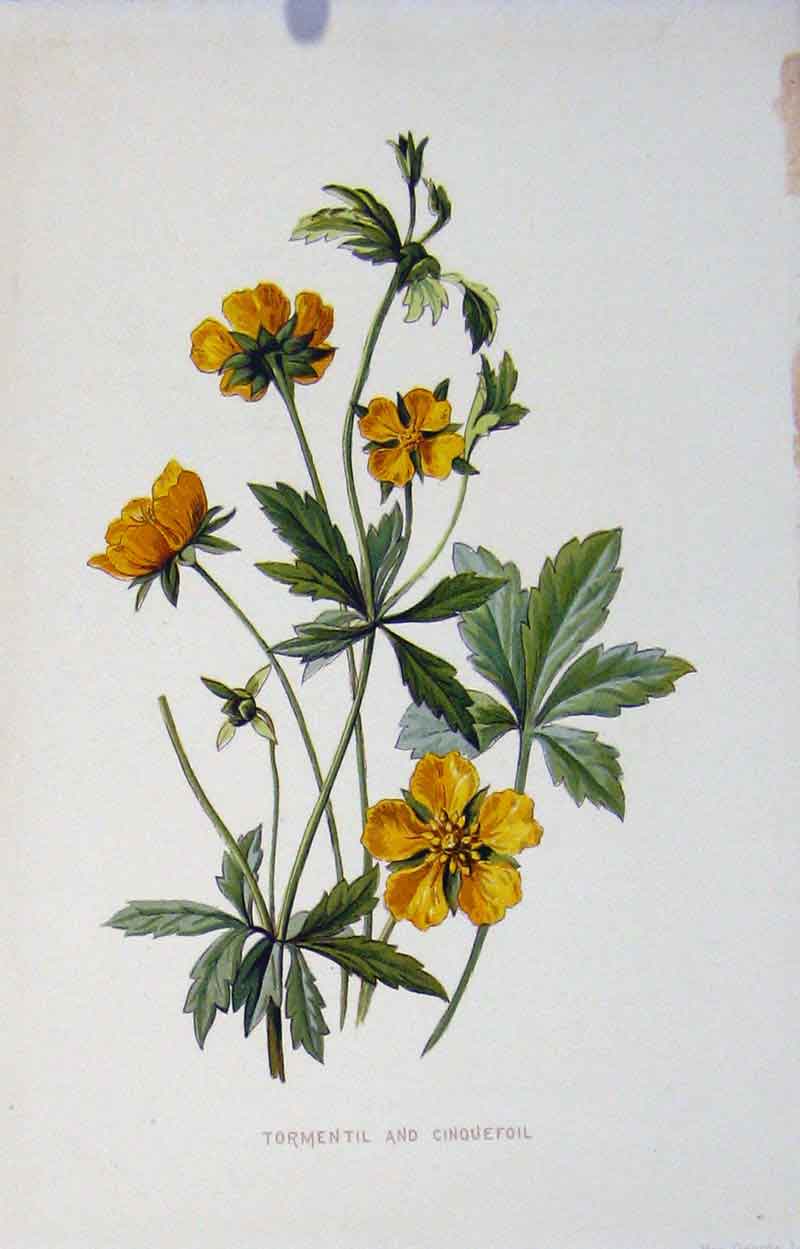 Original Old Antique Print Tormentil Cinquefoil Wild Flower C1883 19th