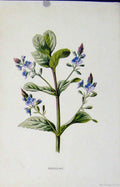 Original Old Antique Print Brooklime Editorial Wild Flower C1883 Art Victorian