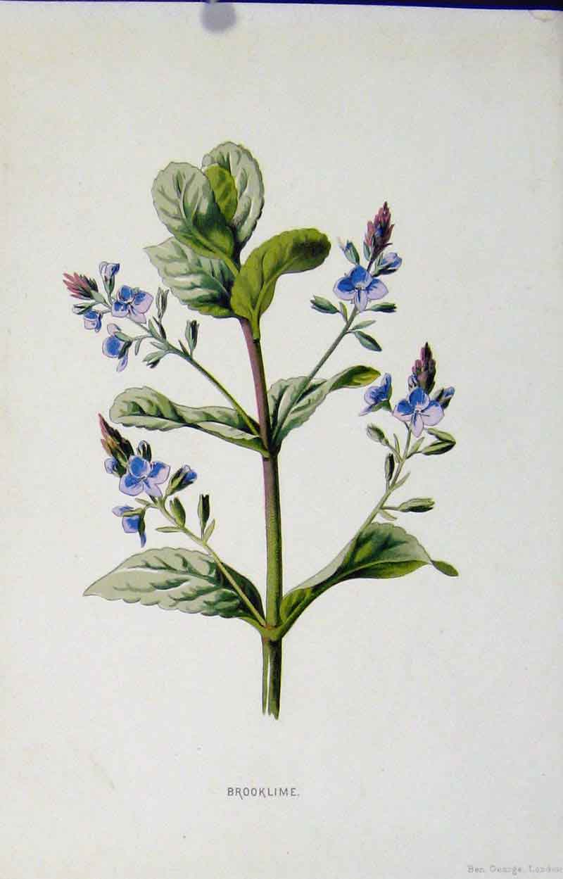 Original Old Antique Print Brooklime Editorial Wild Flower C1883 Art Victorian