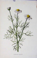 Old Antique Print Scentless Mayweed Editorial Botanical Wild Flower C1883 19th