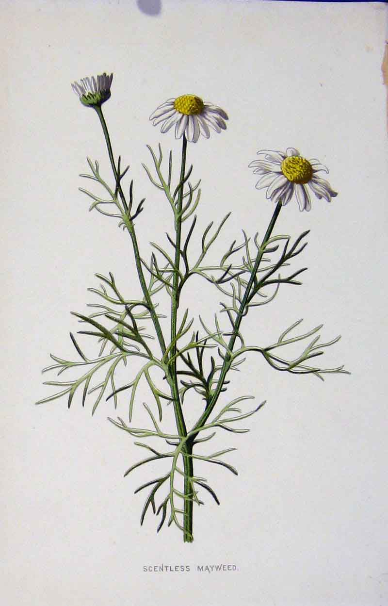 Old Antique Print Scentless Mayweed Editorial Botanical Wild Flower C1883 19th