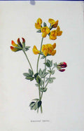 Original Old Antique Print Fine Art Birds Foot Trefoil Editorial C1883 Victorian