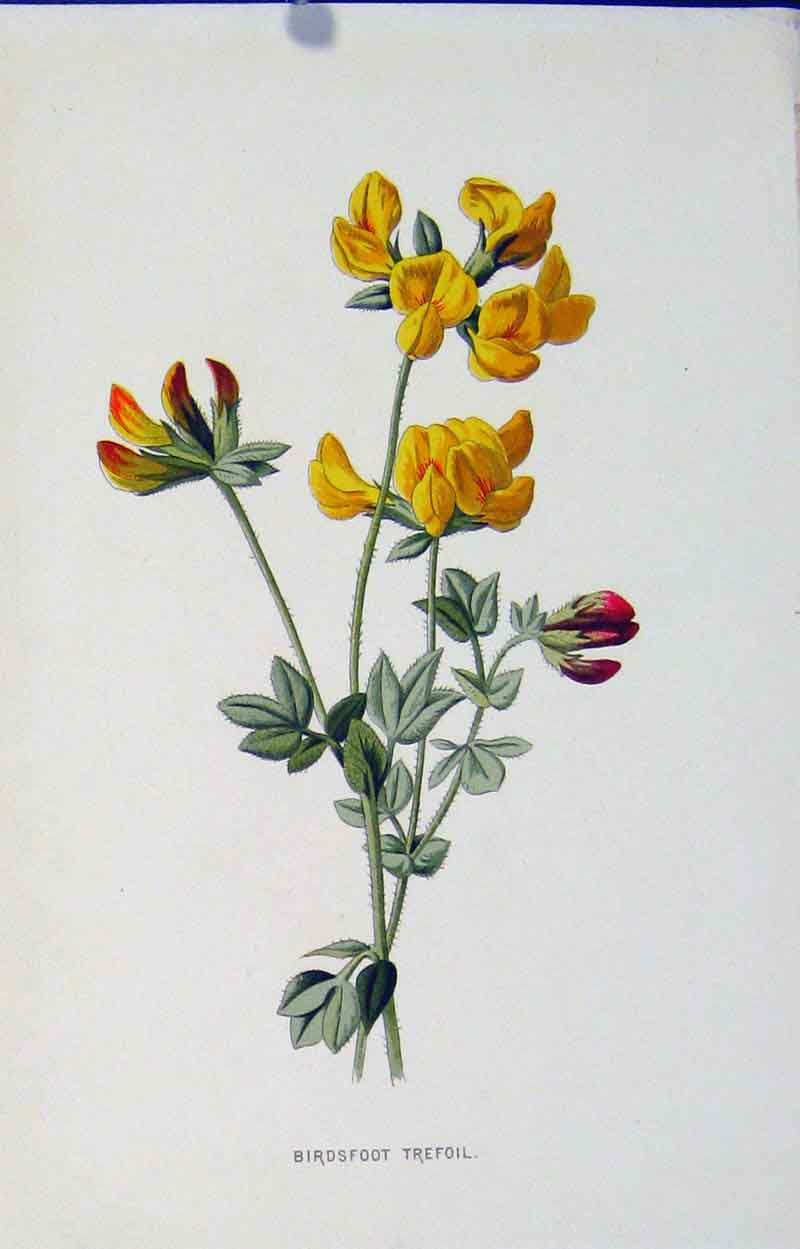 Original Old Antique Print Fine Art Birds Foot Trefoil Editorial C1883 Victorian