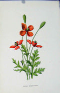 Original Old Antique Print Prickly Headed Poppy Wild Flower C1883 Color 19th
