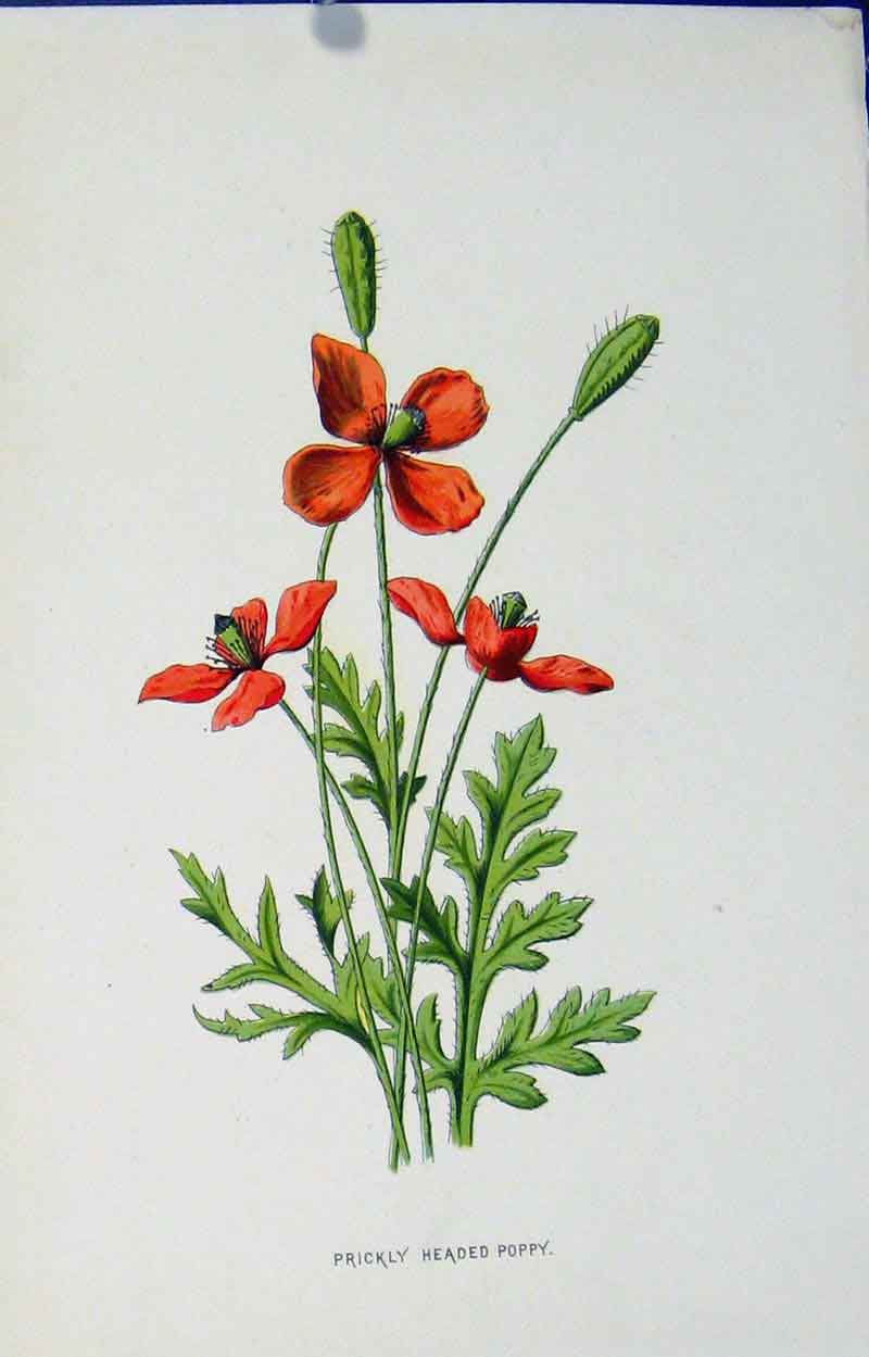 Original Old Antique Print Prickly Headed Poppy Wild Flower C1883 Color 19th