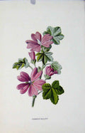 Original Old Antique Print Common Mallow Plant Fine Art Color C1883 Victorian