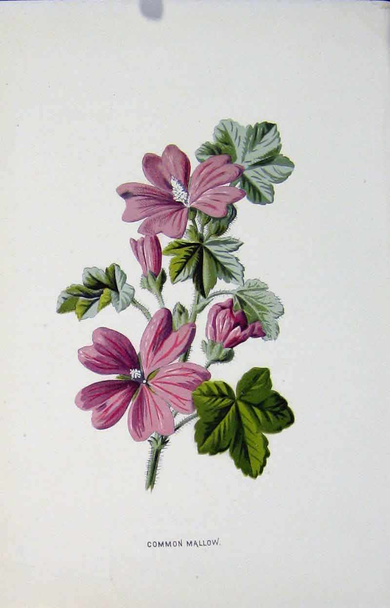 Original Old Antique Print Common Mallow Plant Fine Art Color C1883 Victorian