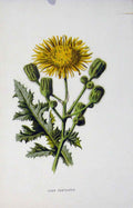 Original Old Antique Print Corn Sow Thistle Plant Wild Flower C1883 Victorian