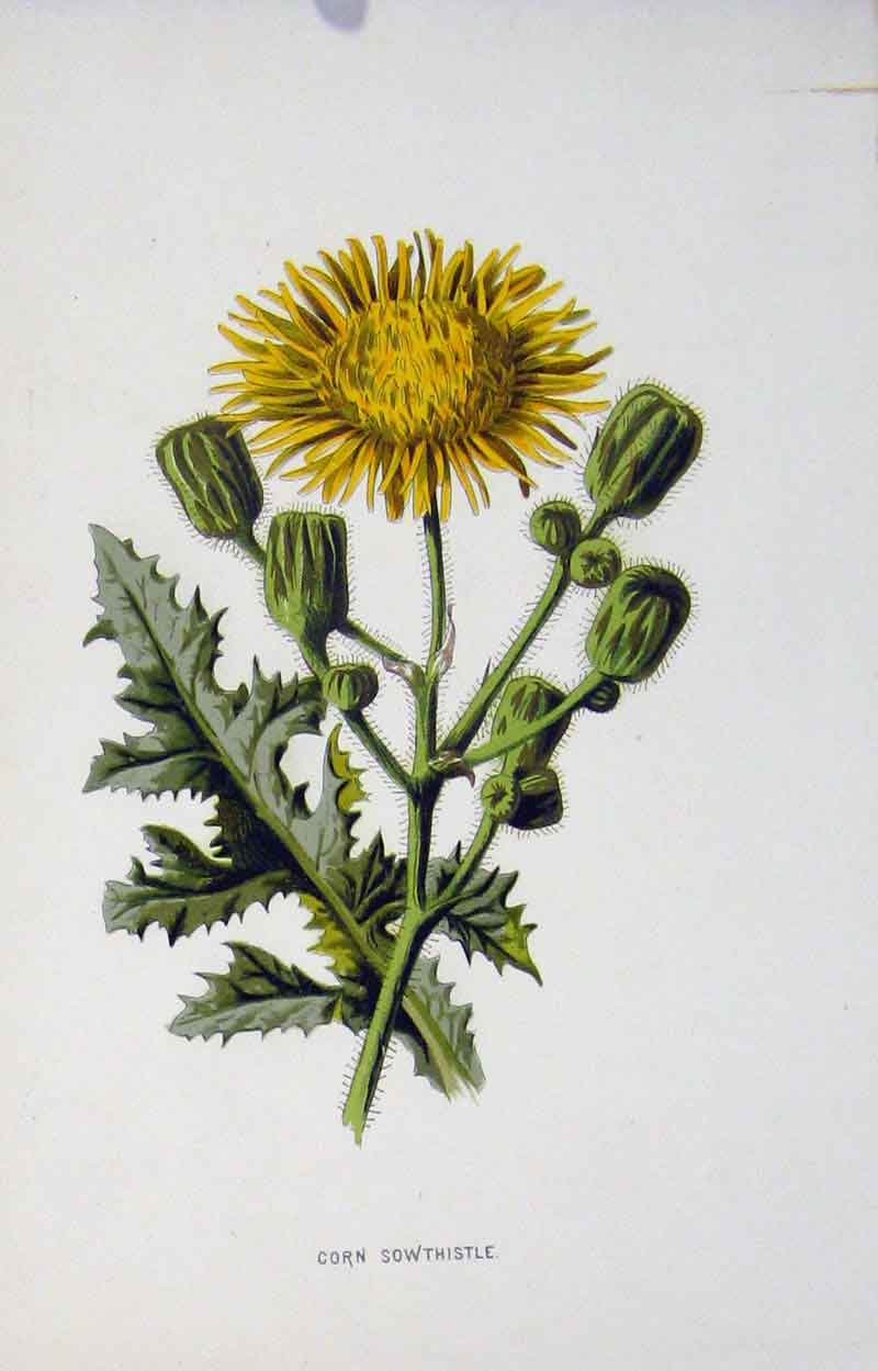 Original Old Antique Print Corn Sow Thistle Plant Wild Flower C1883 Victorian