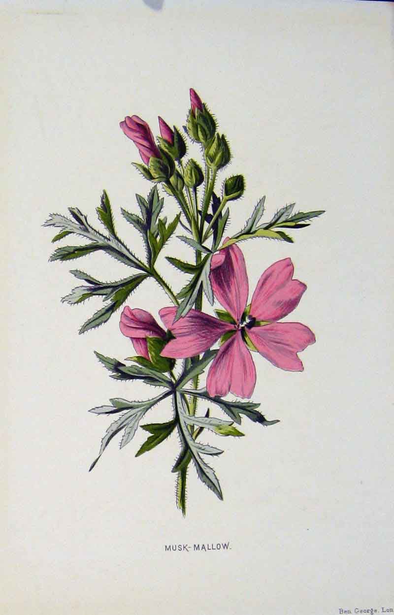 Original Old Antique Print Musk Mallow Wild Flower C1883 Editorial Victorian