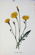 Original Old Antique Print Autumnal Hawkbit Botanical C1883 Color 19th