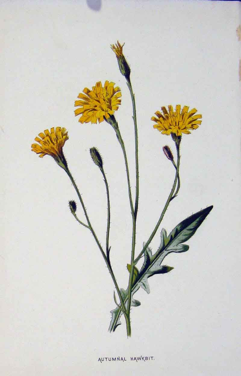Original Old Antique Print Autumnal Hawkbit Botanical C1883 Color 19th