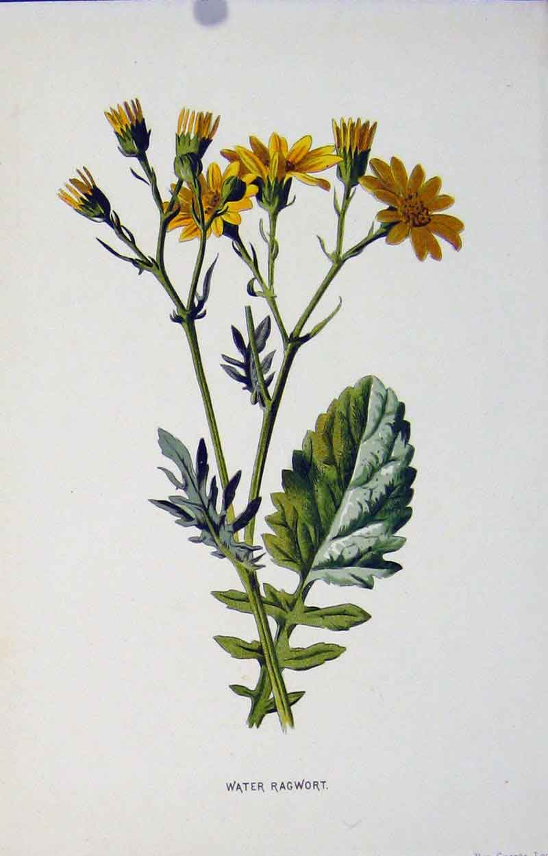 Original Old Antique Print Water Rag Wort Plant Wild Flower Fine Art