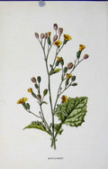 Original Old Antique Print Nipplewort Editorial Wild Flower C1883 19th