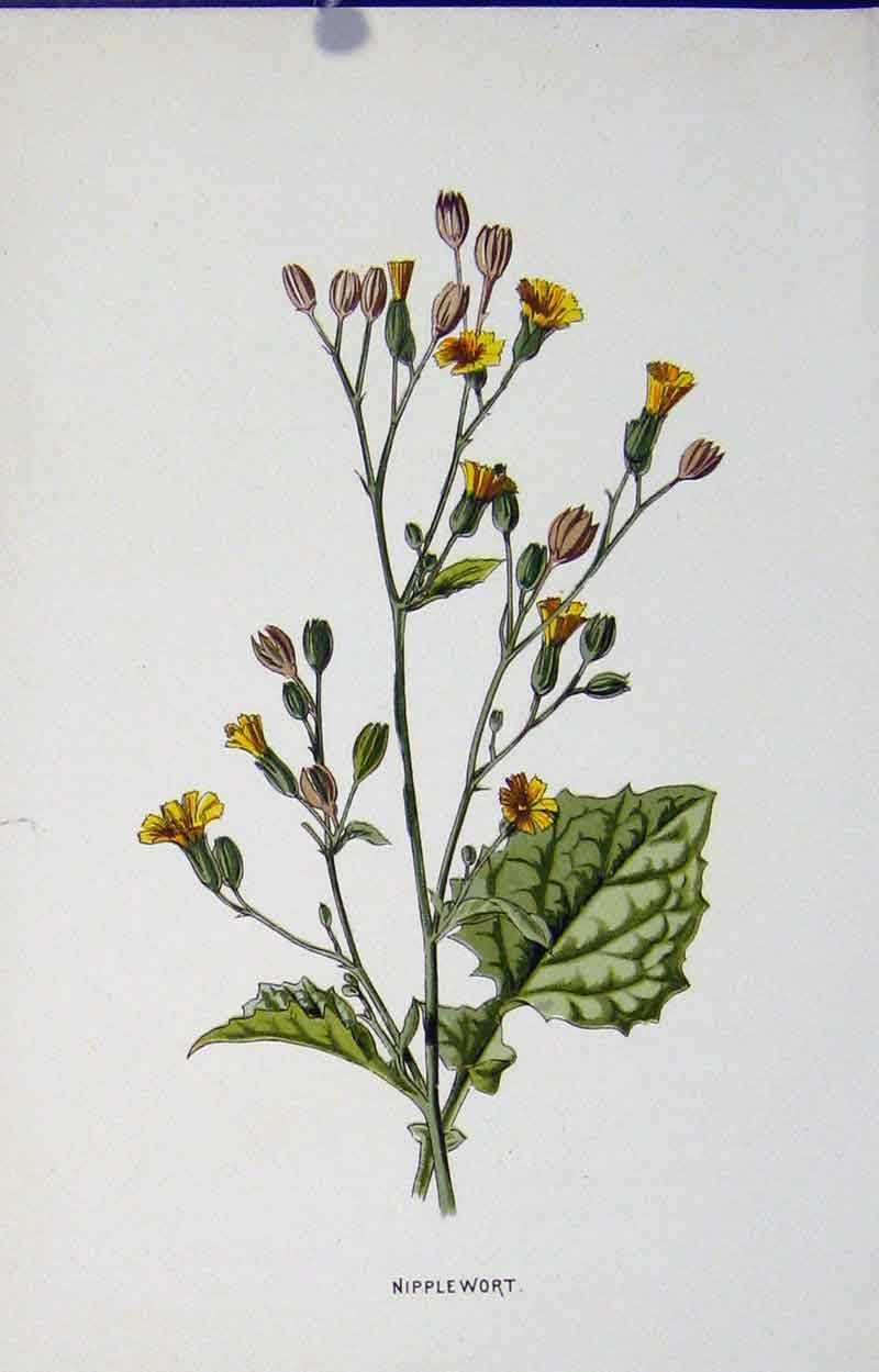 Original Old Antique Print Nipplewort Editorial Wild Flower C1883 19th