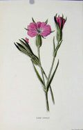 Original Old Antique Print Wild Flower Corn Cockle Color C1883 Art Victorian