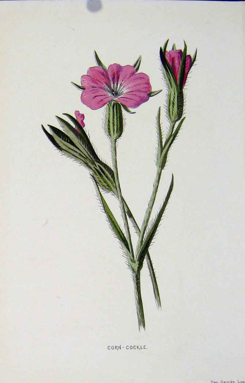 Original Old Antique Print Wild Flower Corn Cockle Color C1883 Art Victorian